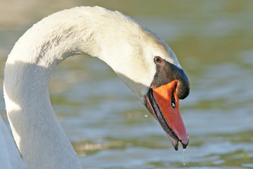 bec de cygne