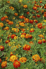 Marigolds in nature