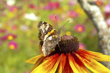 Yellow red chrysanthemum with butterfly
