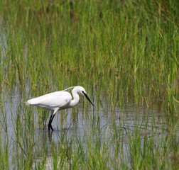 little egret fishing in a pond