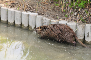 coypu or nutria running in very shallow water