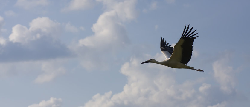 Stork in flight - silhouette