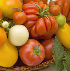 Tomatoes
