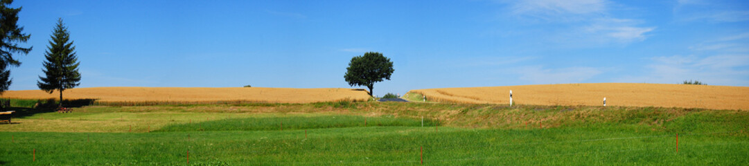 Getreidefeld
