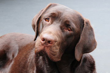 Cute labrador