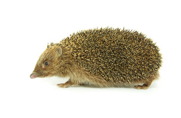 hedgehog