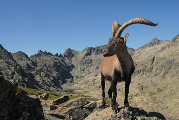 Gredos y macho montés