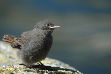 pollo de colirrojo tizón