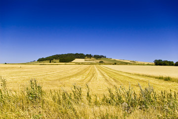 Fototapeta premium Prairie en Haute-Loire