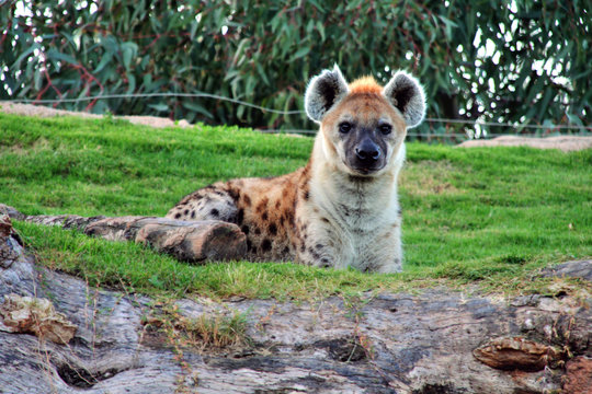 Hiena descansando