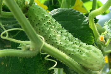 Cucumber in a garden