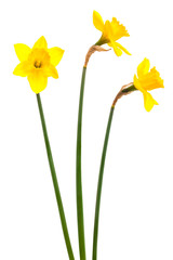 narcissus