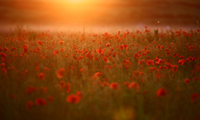 Red poppy Papaver rheas field in warm evening light