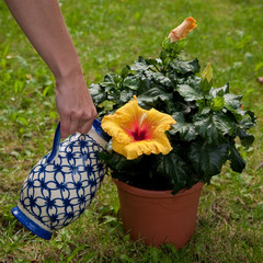 blume gießen © ferkelraggae