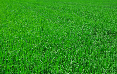 fresh spring green grass