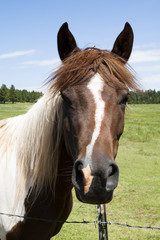 Fototapeta premium horse