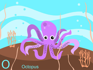 Animal alphabet flash card, O for octopus