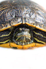 Obraz premium The Trachemis scripta elegans
