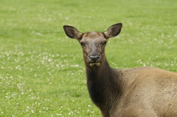 Obraz premium close-up of Cow Elk