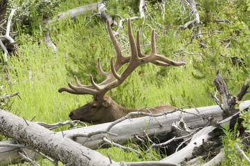 Bull Elk in repose