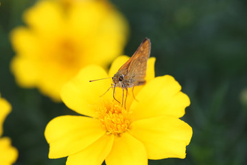 Butterfly & yellow