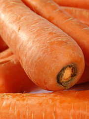 fresh taste carrots as food background. not isolated