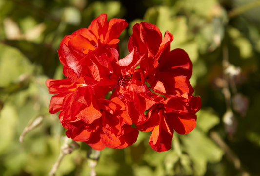 Red geranium flower with green grass background.