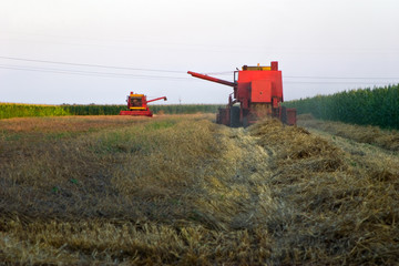 Fototapeta premium Combines harvesting Wheat