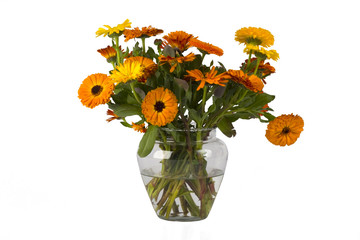 Orange flowers in a vase with water on white
