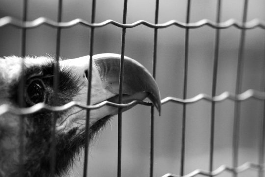 Life behind the fence