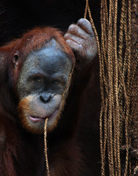 Chewing monkey