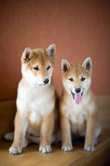 two puppies - 15948594