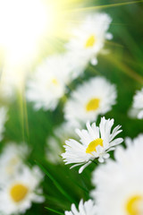 field of daisies