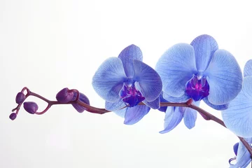 Papier Peint photo Lavable Orchidée Orchidée bleue