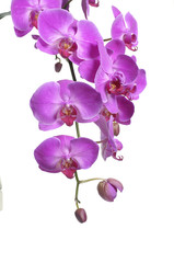 Obraz na płótnie Canvas Purple orchid