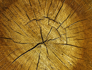 Oak log surface