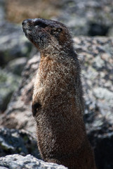 Alarm stand of a yellow-bellied marmot