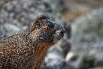 Yellow-bellied marmot
