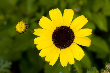 dahlia flower in close up