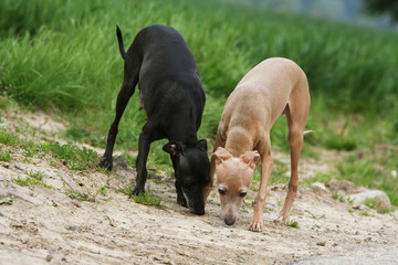 deux lévriers italiens de face reniflant la même odeur