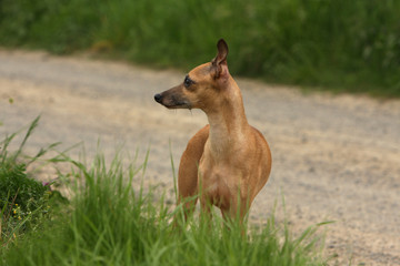 petit lévrier italien debout de face au bord d'un chemin