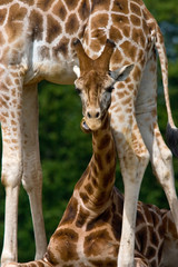 young giraffe with funny expression