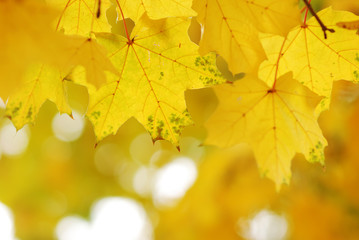 Autumn leaves background