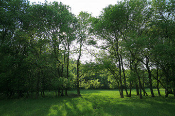 Obraz premium Bright sun shining on meadow in the forest