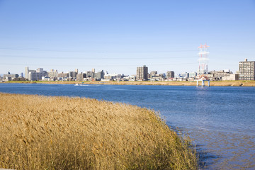 Fototapeta premium 葦