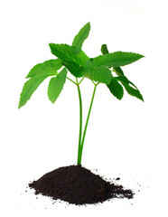 Young green plant on a white background