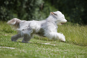 bearded collie blanc courant de profil dans l'herbe - beauté © CallallooFred