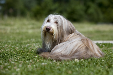bearded collie couché de dos retourné dans l'herbe - repos