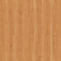 Structure of a tree an oak