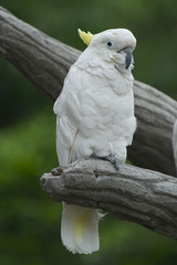 Cacatua dal ciuffo giallo (kakatoe galerita)
